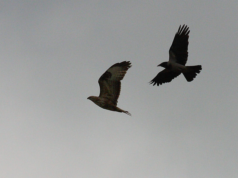 Battaglia in volo